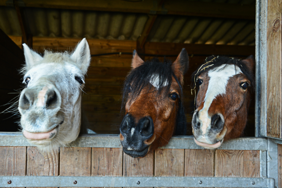 funny horses in their stable